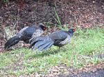 Kalij Pheasant
